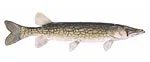 Brochet